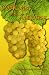 Cooking with Riesling: 75 Remarkable Riesling Recipes by Barbara Ray