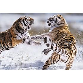 Siberian Tiger Fighting Wildlife Paper Poster Measures 36 x 24 inches (91.5 x 61 cm)