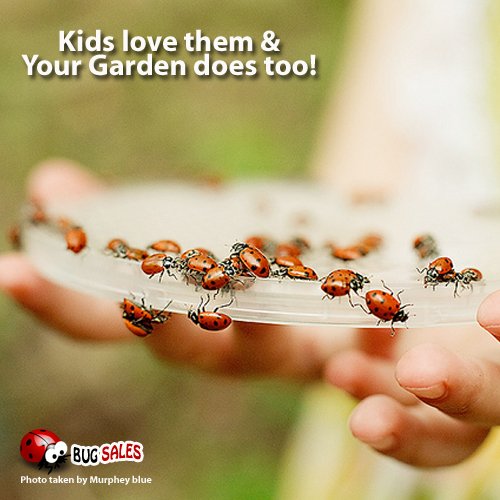 1500 Live Ladybugs - Good Bugs - Ladybugs - Guaranteed Live Delivery!
