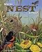 Search : Whose Nest is This?