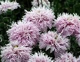 Giant Lilac Pompom Somniferum Poppy 200 Seeds