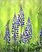 Photographic Prints of USA, Oregon, Mt from Danita Delimont