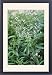 Framed Prints of APP-4662 Lemon Verbena from Ardea Wildlife Pets