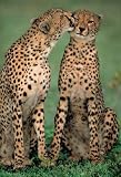 Cheetahs in Love poster print,24 in. x 36 in.