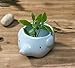 Cute Elephant Flower Pot - Mini Ceramic Planter for Succulents - Blue