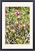 Framed Prints of Flowers of Desert Rose from Ardea Wildlife Pets