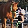 Hamilton Nylon Horse Lead With Snap