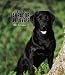 Labrador Retrievers, Black Hardcover Weekly Engagement
