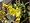 1 Golden Carolina Jasmine Plant - Gelsemium - Bonsai