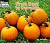 From Seed to Pumpkin
