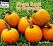 From Seed to Pumpkin (Welcome Books)