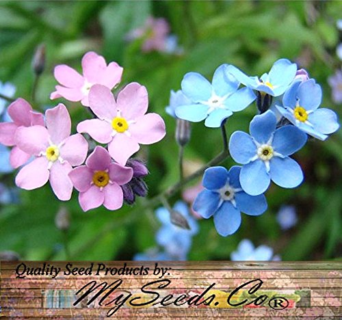 BIG PACK - (10,000) MIXED Pink, Blue, White FRENCH FORGET ME NOT, Myosotis sylvatica Flower Seeds - PERENNIAL ZONE 3 - 9 By MySeeds.Co (BIG PACK French MIXED) BIG PACK - (10,000) MIXED Pink, Blue, White FRENCH FORGET ME NOT, Myosotis sylvatica Flower Seeds - PERENNIAL ZONE 3 - 9 By MySeeds.Co (BIG PACK French MIXED)