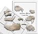 Animal Tooth Kit Classroom Kit