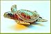 Wild Sea Turtle Box Swarovski Crystals Hawaiian Green Loggerhead Flatback Hawksbill Box Brown Ocean Tortoise Figurine Certificate of Authenticity