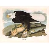 BaldEagle(81/2by111/2ColorPrint)