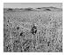 Knob Wheat - Montague, CA Seasons Photographic Poster Print by Ken Householder, 10x8