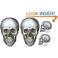 Facial Feminization Surgery Procedures ebook