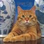 Ginger Cats 2008 Square Wall Calendar (German, French, Spanish and English Edition)