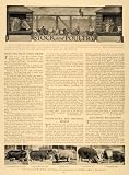 1907 Article Swine Pigs Poultry Farming Hollister Sage - Original Print Article