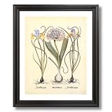 French Iris Flower Irises Bulb Contemporary Picture Black Framed Art Print