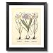 French Iris Flower Irises Bulb Contemporary Picture Black Framed Art Print