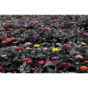 Kouznsky Field of Daisies Pop Art Photography Poster 24 x 36 inches