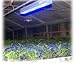 150W LED Growlampe Wuchs 89% Blau Pflanzenlicht