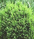 Northstar Boxwood - B000PJIEKO