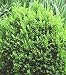 Northstar Boxwood - Buxus - Superb Winter Color!