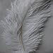KAYSO 20 Piece Real Natural Ostrich Feathers Great Decorations, 12-14