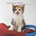 Maine Coon Cat Kittens 2009 7X7 Mini Wall Calendar