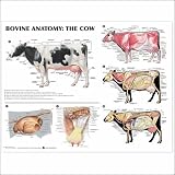 Books : Bovine Anatomy: The Cow Anatomical Chart