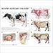 Bovine Anatomy: The Cow Anatomical Chart