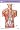 Netter's Anatomy Flash Cards: With STUDENT CONSULT Online Access (Netter Basic Science)