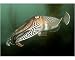 Photographic Print of Cuttlefish (Sepia officinalis) Portrait. . Babbacombe, Torquay, South Devon, U