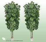 TWO 7' Artificial Schefflera Trees with Real Wood Trunks