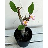 プルメリア：ディバイン5号花芽付き鉢植え