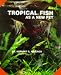 Tropical Fish As a New Pet