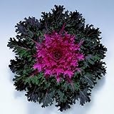 Flowering Kale, Coral Series- 25 Seeds- Nothing less than Spectacular in your flower beds