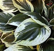 Independence Hosta - Hybrid - Potted - NEW!