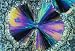 Wallmonkeys Peel and Stick Wall Decals - Salicylic Acid Crystals Viewed in Polarized Light - Removable Graphic