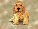 Cocker Spaniel Puppy Woven Lap Square (Throw Blanket)