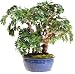 LYCHEE BONSAI 36"H