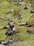 IMAGE OF Fur Seals, Moltke Harbour, Royal Bay, South Georgia, South Atlantic Premium Photographic Poster Print by Robert Harding, 30x40