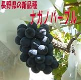 長野県イチオシのぶどう！新品種ナガノパープルと種なしピオーネのセット２ｋｇ（４～５房）