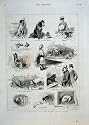 Kennel Club Show Crystal Palace 1884 Old Print Dogs