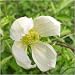 Baby Girl Gifts - Clematis Anita
