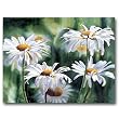 Shasta Parade - Gift Enclosure Cards (set of 12)