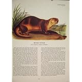 *111 川カワウソのラットのラットの口やかましい女のマウスの齧歯動物??