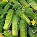 David's Non-Hybrid Pickling Cucumber Boston Pickling 40 Seeds per Packet